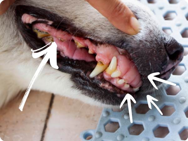 Zápal ďasien u psa